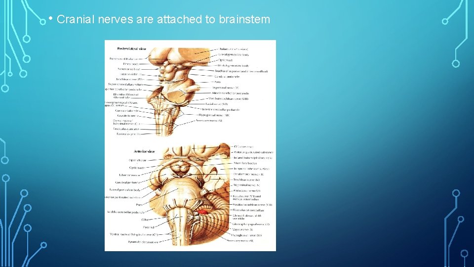  • Cranial nerves are attached to brainstem 