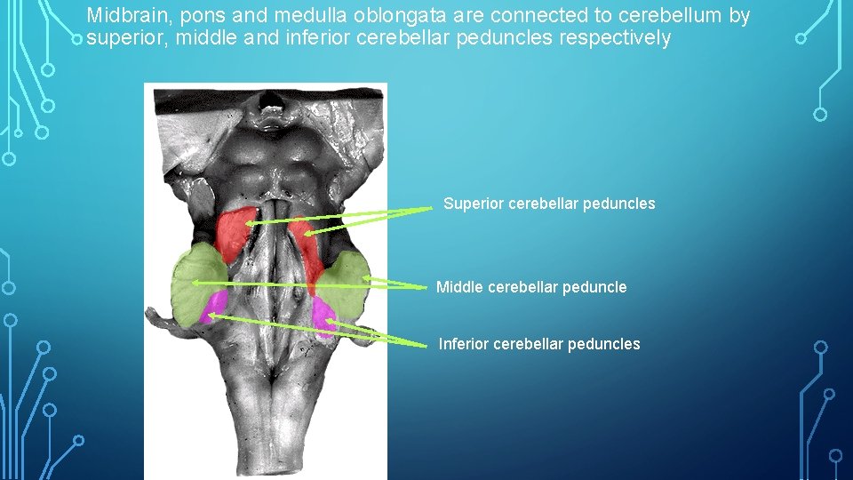 Midbrain, pons and medulla oblongata are connected to cerebellum by superior, middle and inferior