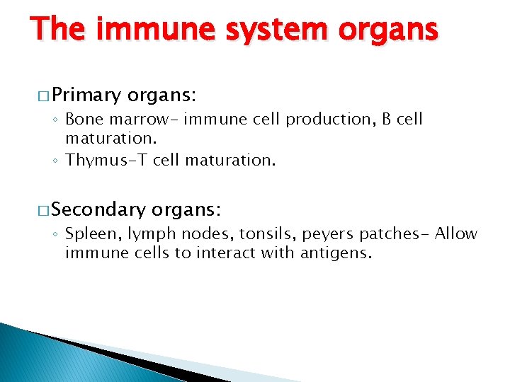 The immune system organs � Primary organs: ◦ Bone marrow- immune cell production, B