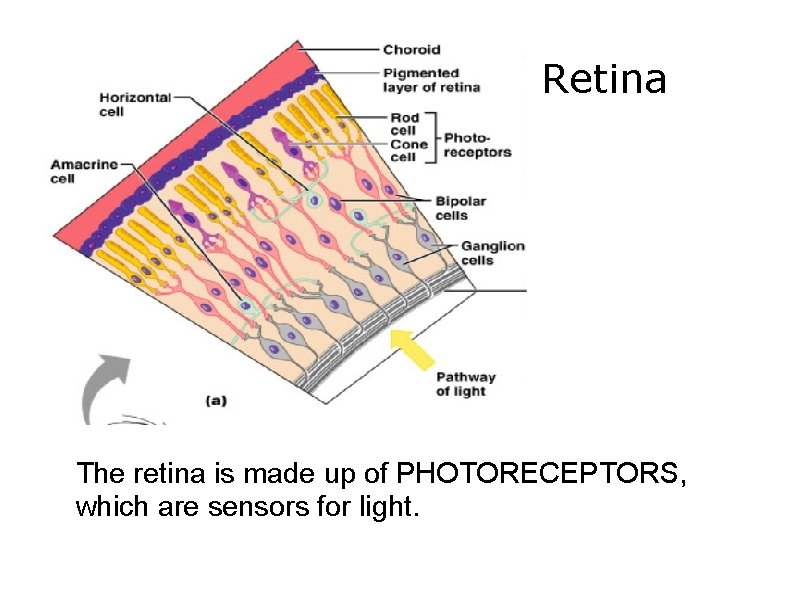 Retina The retina is made up of PHOTORECEPTORS, which are sensors for light. 