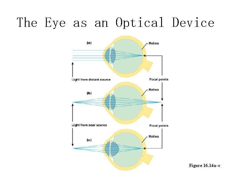 The Eye as an Optical Device Figure 16. 14 a–c 