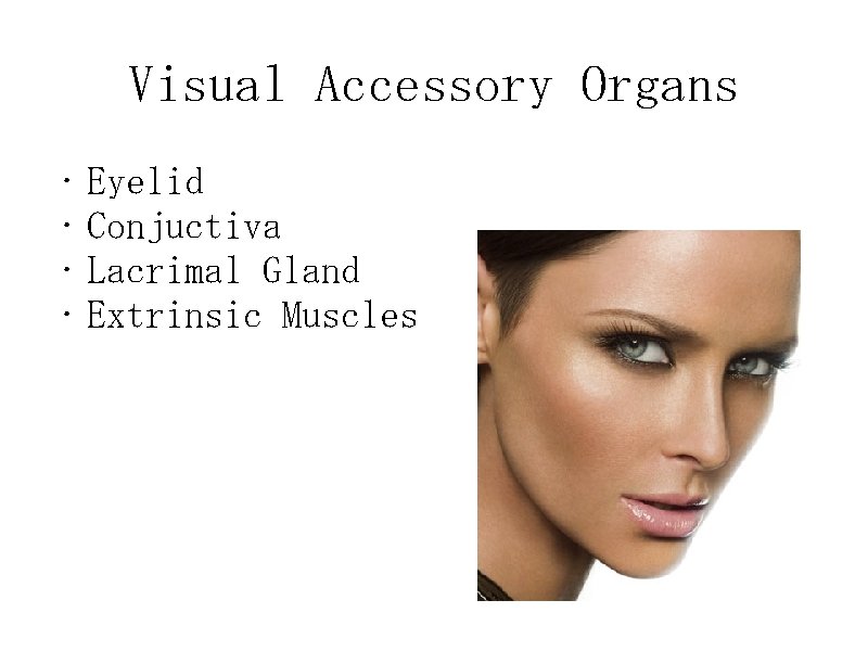 Visual Accessory Organs • Eyelid • Conjuctiva • Lacrimal Gland • Extrinsic Muscles 