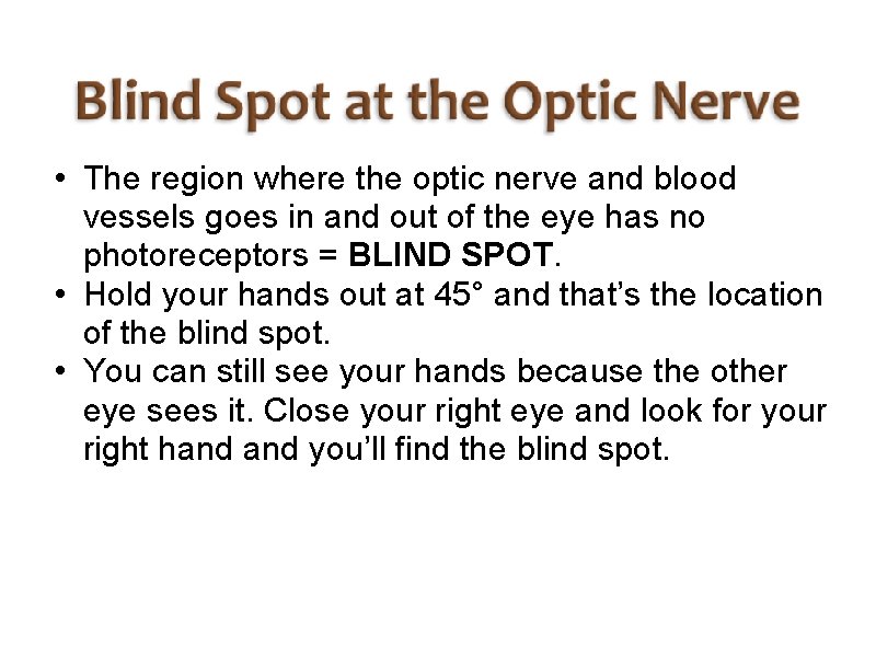  • The region where the optic nerve and blood vessels goes in and