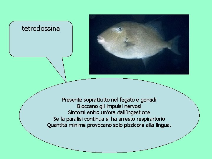 tetrodossina Presente soprattutto nel fegato e gonadi Bloccano gli impulsi nervosi Sintomi entro un’ora