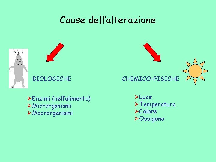 Cause dell’alterazione BIOLOGICHE ØEnzimi (nell’alimento) ØMicrorganismi ØMacrorganismi CHIMICO-FISICHE ØLuce ØTemperatura ØCalore ØOssigeno 