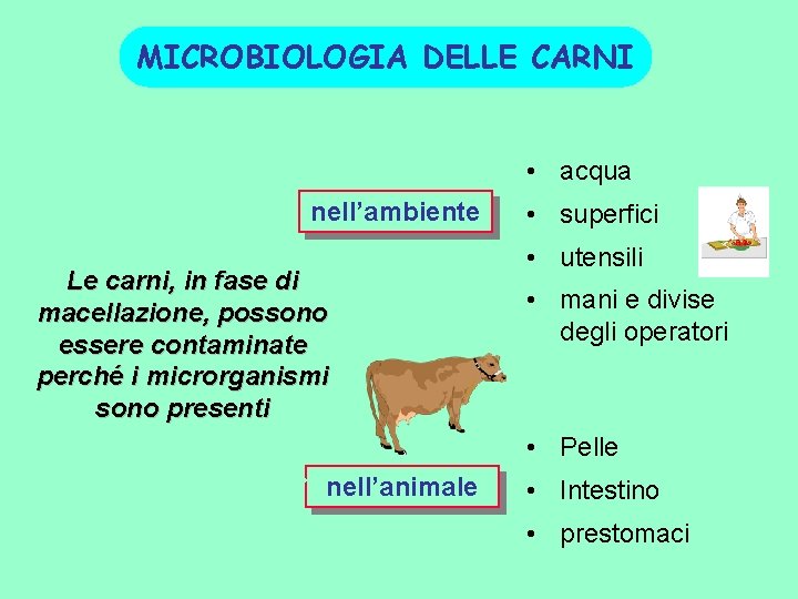 MICROBIOLOGIA DELLE CARNI • Aria • acqua nell’ambiente Le carni, in fase di macellazione,