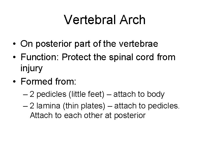 Vertebral Arch • On posterior part of the vertebrae • Function: Protect the spinal