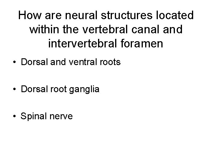 How are neural structures located within the vertebral canal and intervertebral foramen • Dorsal