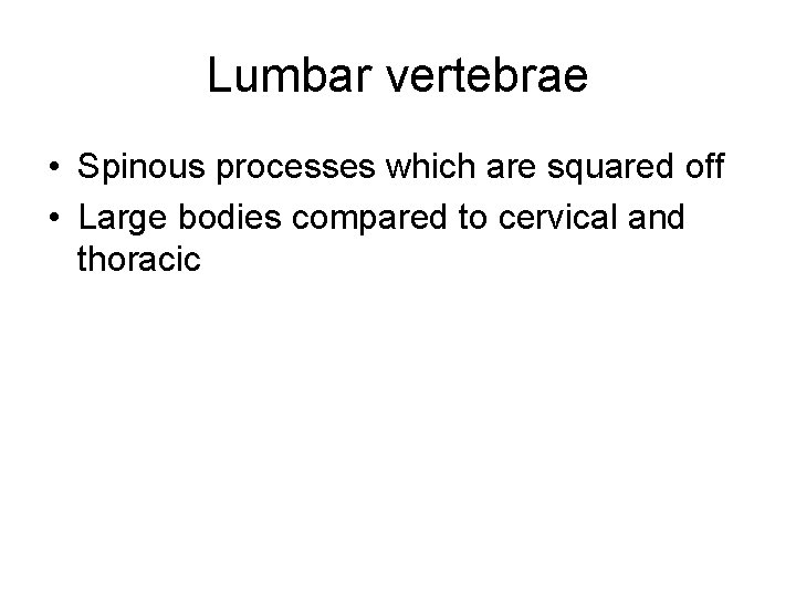 Lumbar vertebrae • Spinous processes which are squared off • Large bodies compared to