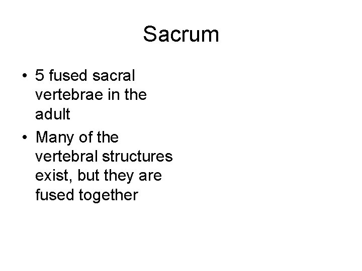 Sacrum • 5 fused sacral vertebrae in the adult • Many of the vertebral