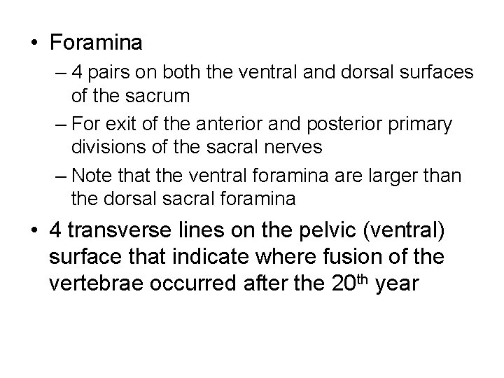 • Foramina – 4 pairs on both the ventral and dorsal surfaces of