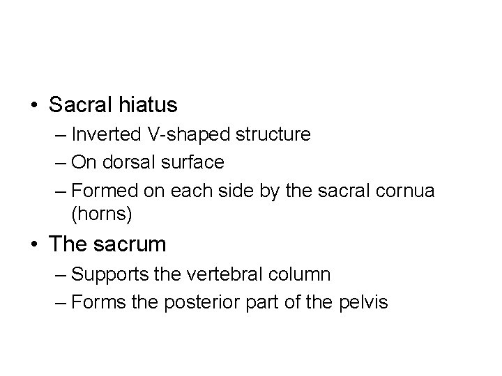  • Sacral hiatus – Inverted V-shaped structure – On dorsal surface – Formed