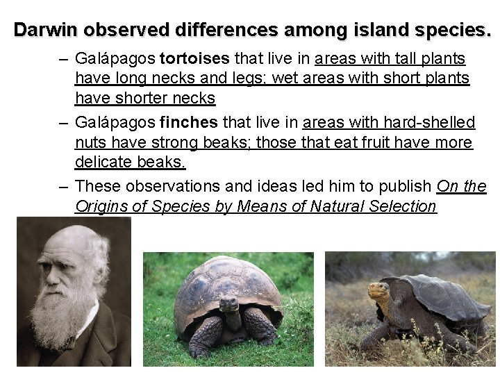 Darwin observed differences among island species. – Galápagos tortoises that live in areas with