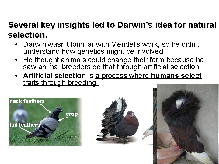 Several key insights led to Darwin’s idea for natural selection. • Darwin wasn’t familiar