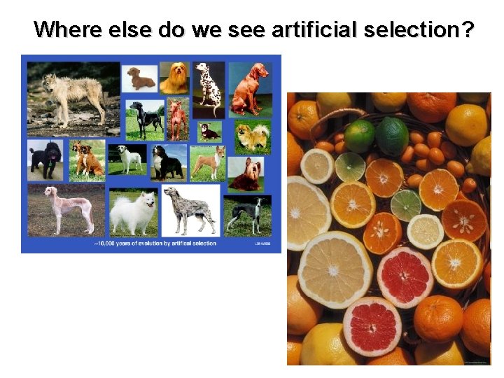 Where else do we see artificial selection? 