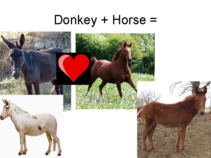 Donkey + Horse = 