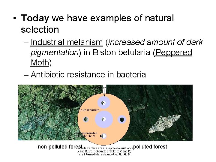  • Today we have examples of natural selection – Industrial melanism (increased amount
