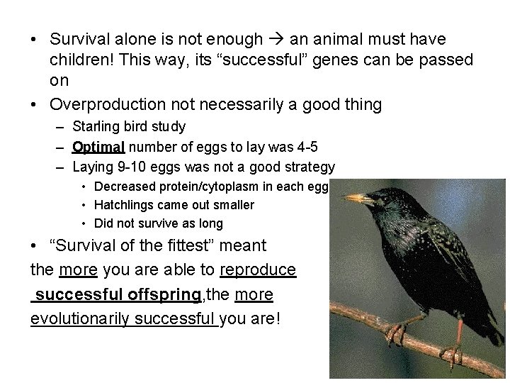  • Survival alone is not enough an animal must have children! This way,