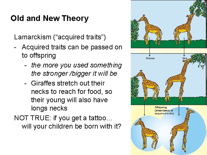 Old and New Theory Lamarckism (“acquired traits”) - Acquired traits can be passed on