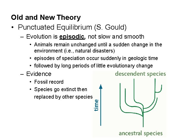 Old and New Theory • Punctuated Equilibrium (S. Gould) – Evolution is episodic, not