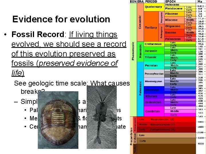 Evidence for evolution • Fossil Record: If living things evolved, we should see a