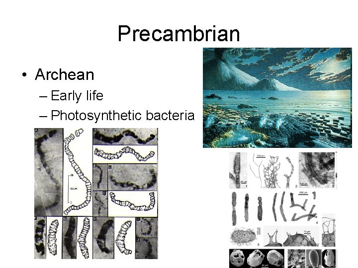 Precambrian • Archean – Early life – Photosynthetic bacteria 