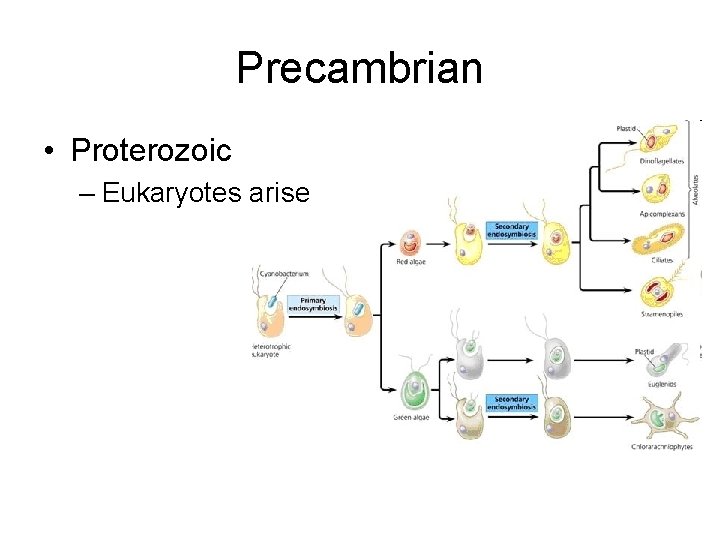 Precambrian • Proterozoic – Eukaryotes arise 