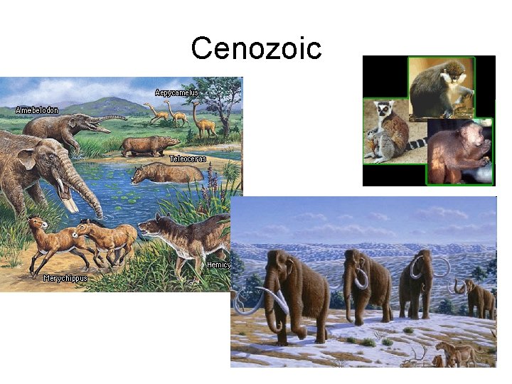 Cenozoic 