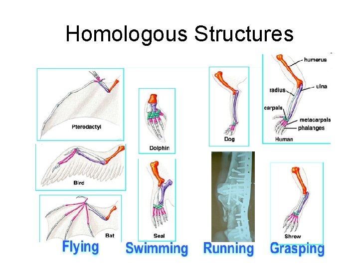 Homologous Structures 