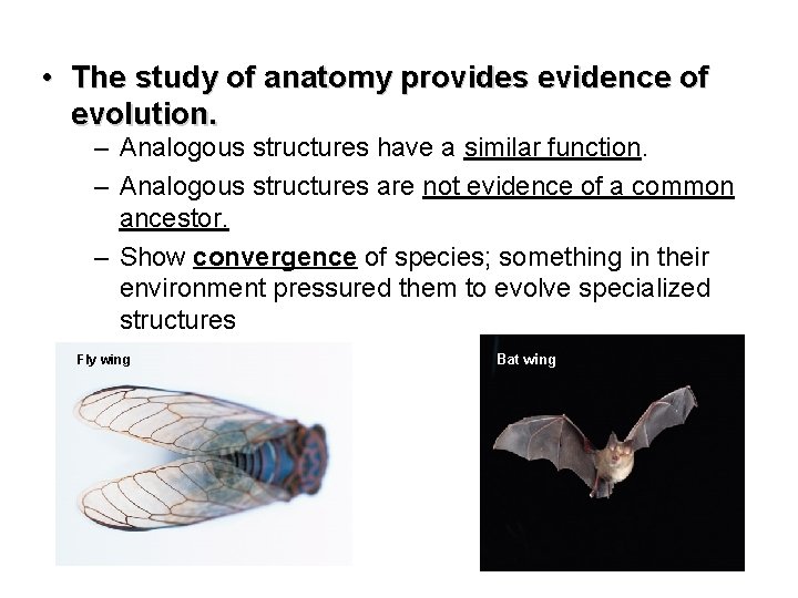  • The study of anatomy provides evidence of evolution. – Analogous structures have