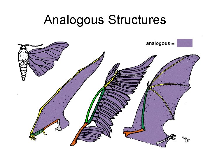 Analogous Structures 