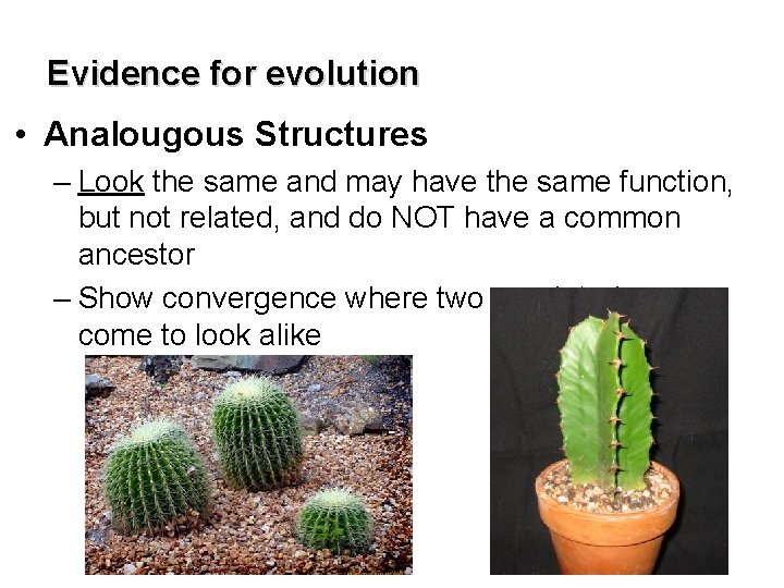 Evidence for evolution • Analougous Structures – Look the same and may have the