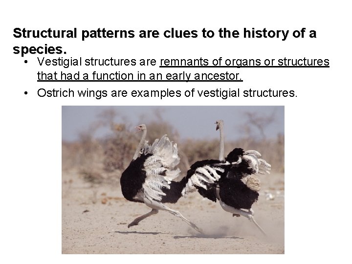 Structural patterns are clues to the history of a species. • Vestigial structures are