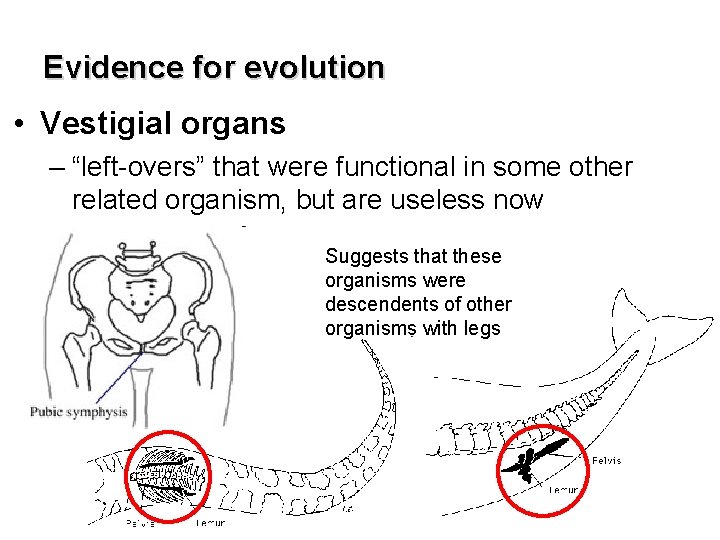 Evidence for evolution • Vestigial organs – “left-overs” that were functional in some other