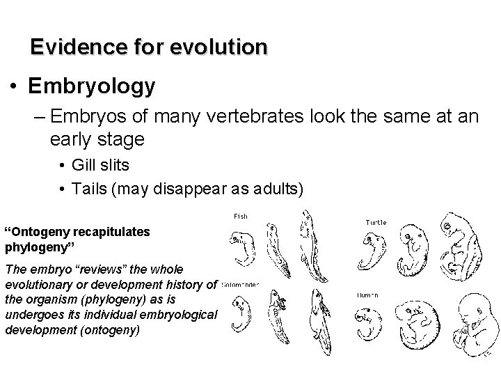 Evidence for evolution • Embryology – Embryos of many vertebrates look the same at