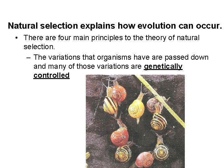Natural selection explains how evolution can occur. • There are four main principles to