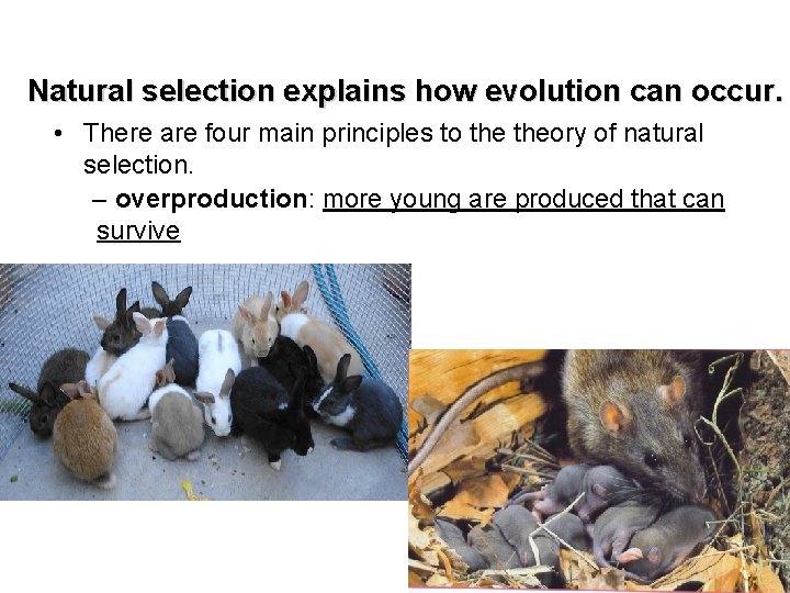 Natural selection explains how evolution can occur. • There are four main principles to