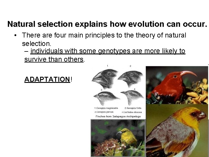 Natural selection explains how evolution can occur. • There are four main principles to