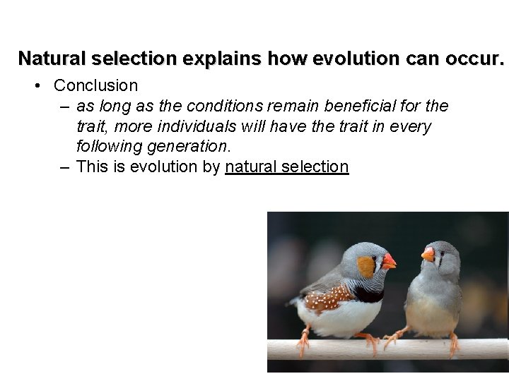 Natural selection explains how evolution can occur. • Conclusion – as long as the
