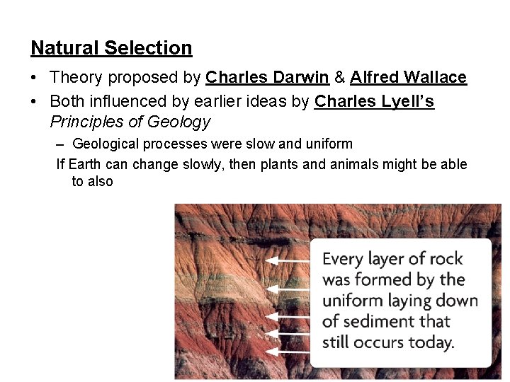 Natural Selection • Theory proposed by Charles Darwin & Alfred Wallace • Both influenced