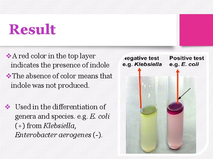 Result v. A red color in the top layer indicates the presence of indole