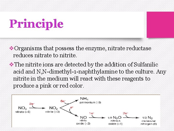 Principle v. Organisms that possess the enzyme, nitrate reductase reduces nitrate to nitrite. v.