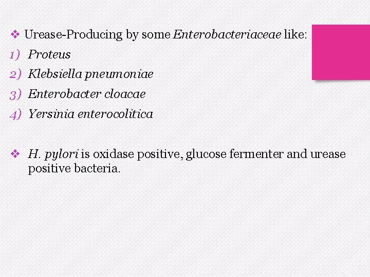 v Urease-Producing by some Enterobacteriaceae like: 1) Proteus 2) Klebsiella pneumoniae 3) Enterobacter cloacae