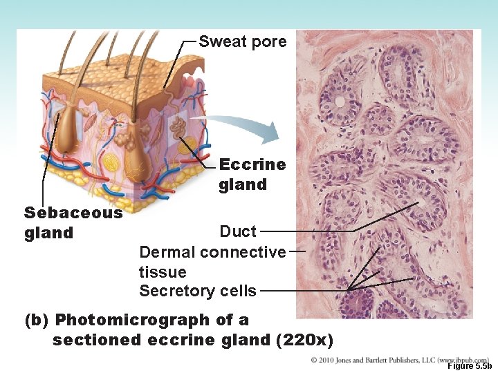 Sweat pore Eccrine gland Sebaceous gland Duct Dermal connective tissue Secretory cells (b) Photomicrograph
