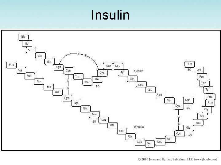 Insulin 