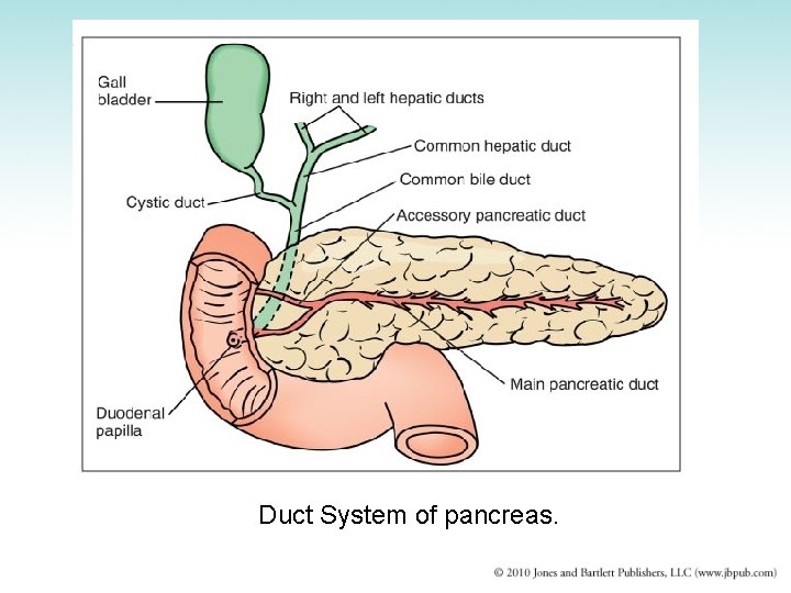 Duct System of pancreas. 