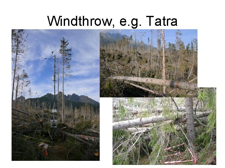 Windthrow, e. g. Tatra 