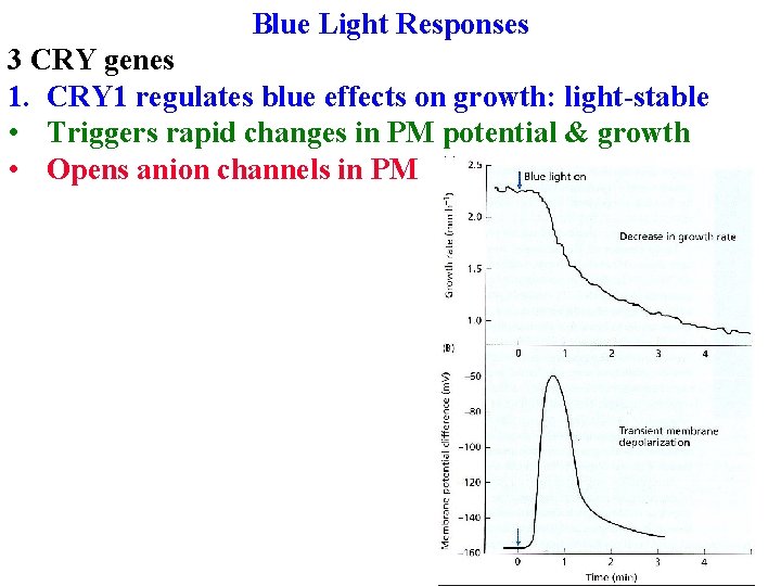 Blue Light Responses 3 CRY genes 1. CRY 1 regulates blue effects on growth: