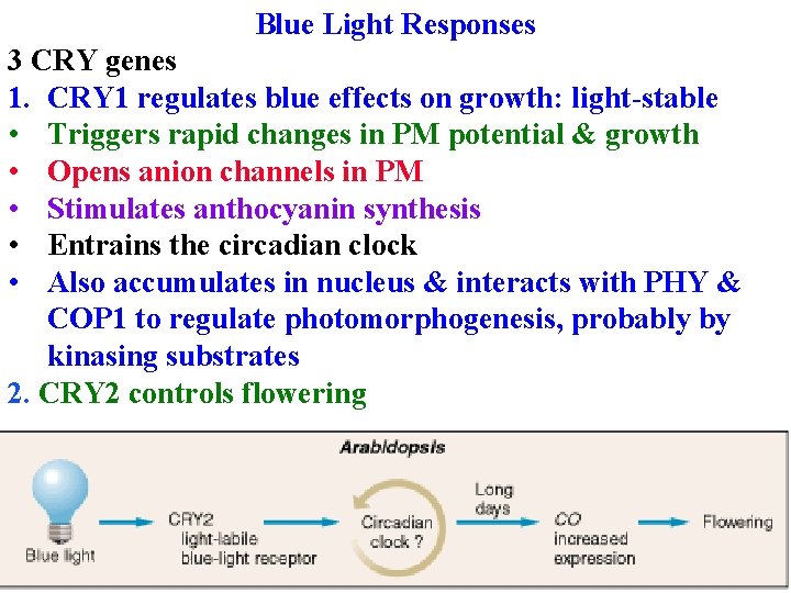 Blue Light Responses 3 CRY genes 1. CRY 1 regulates blue effects on growth: