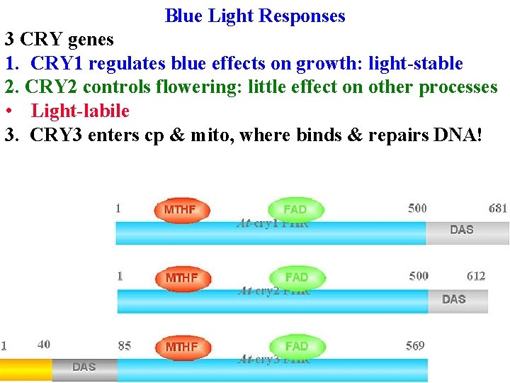 Blue Light Responses 3 CRY genes 1. CRY 1 regulates blue effects on growth: